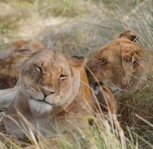 Leões avistados durante o safari no Masai Mara
