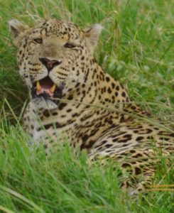 Leopardo avistado durante o safari no Masai Mara