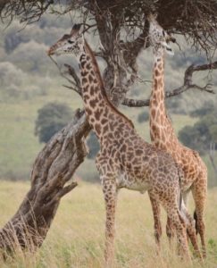 Girafas em seu habitat natural