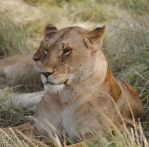 Leoa avistada durante o safari no Masai Mara