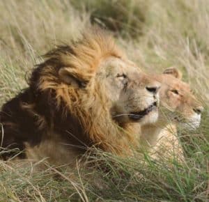 Leões avistados durante o safari no Masai Mara