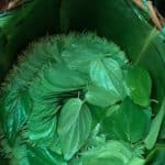 Folhas de Chá a venda no mercado de NyangU