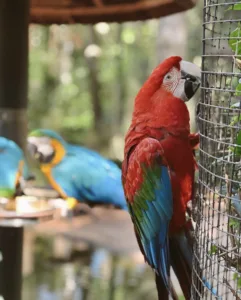 Parque das Aves em Foz do Iguaçu - PR