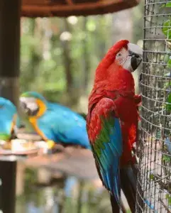 Parque das Aves em Foz do Iguaçu - PR