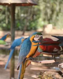 Parque das Aves em Foz do Iguaçu - PR