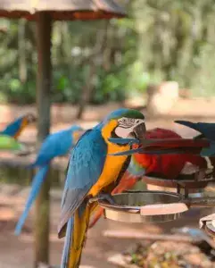 Parque das Aves em Foz do Iguaçu - PR